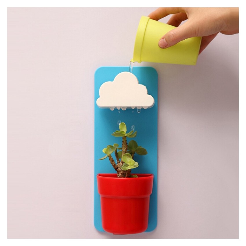 Idée cadeau - Plante nuage à faire pousser chez soi